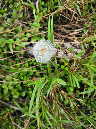 Téléchargez les photos : Minuscule champignon parasola blanc poussant dans un buisson d'herbe. - en image libre de droit