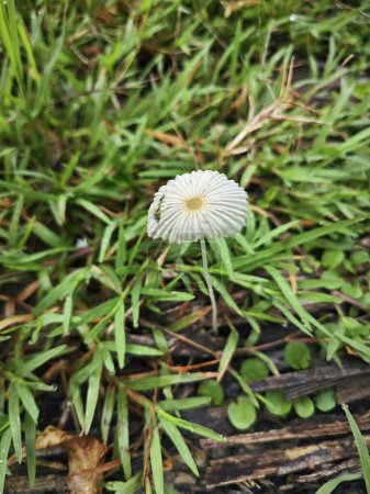 winziger weißer Sonnenschirm-Tintenfass-Pilz, der in einem Grasbüschel sprießt.