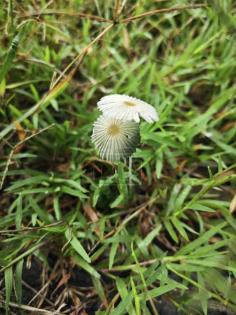 winziger weißer Sonnenschirm-Tintenfass-Pilz, der in einem Grasbüschel sprießt.