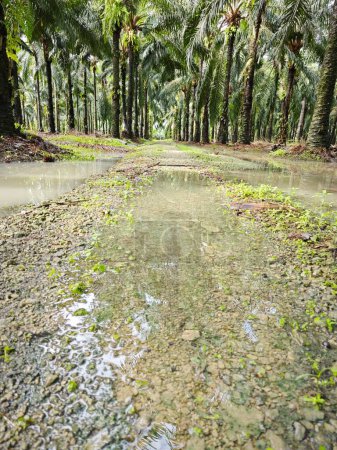les eaux de pluie provenant de la ferme qui s'écoulent dans le système de drainage.