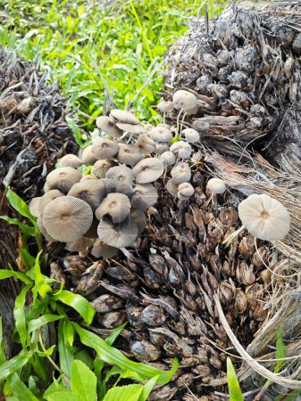 Photo for Tiny grey parasola inkcap mushroom sprouting from the decaying cluster of palm fruits. - Royalty Free Image