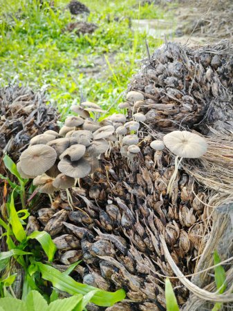 Téléchargez les photos : Minuscule champignon parasola gris germant de la grappe de fruits de palmier en décomposition. - en image libre de droit
