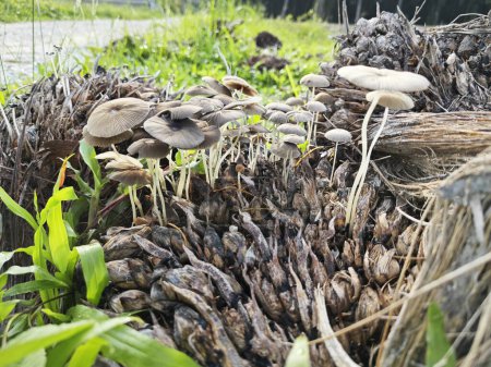 Téléchargez les photos : Minuscule champignon parasola gris germant de la grappe de fruits de palmier en décomposition. - en image libre de droit