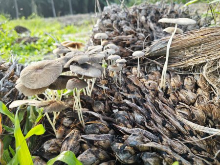 diminuta parasola gris inkcap champiñones que brotan del racimo en descomposición de frutos de palma. 