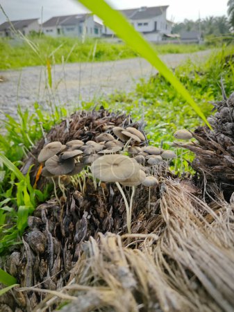diminuta parasola gris inkcap champiñones que brotan del racimo en descomposición de frutos de palma. 