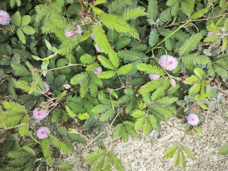 meadow full of sprouting wild mimosa pudica flowers.  