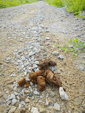 unknown animal faeces most probably from dog found along the rural pathway.