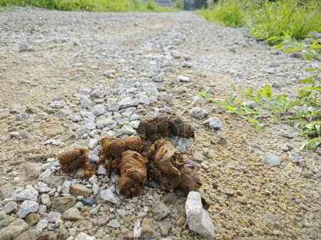 Téléchargez les photos : Excréments d'animaux inconnus provenant très probablement de chiens trouvés le long du sentier rural. - en image libre de droit