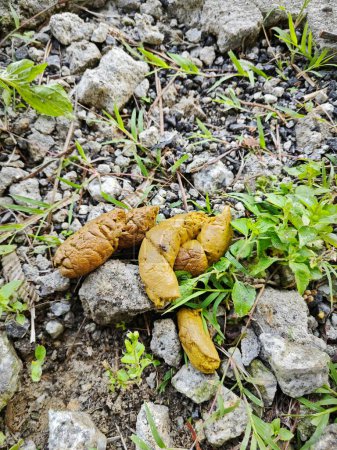 unknown animal faeces most probably from dog found along the rural pathway.