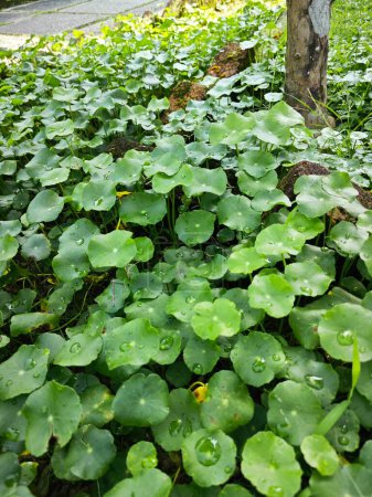 greenery of araliaceae hydrocotyle pennywort plant.