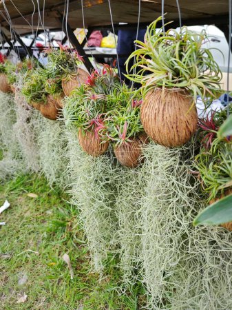 Tillandsia-Luftpflanze in Kokosnussschale.