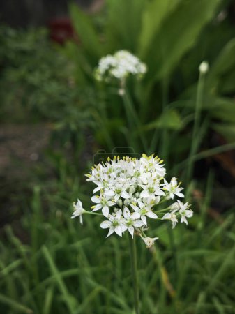 Cluster of the white daffodil garlic flowering plant.