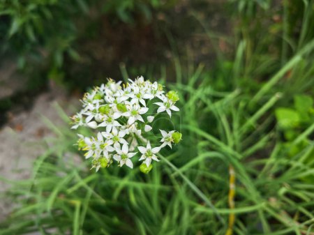 Traube der weißen Narzissen-Knoblauch-Blütenpflanze.