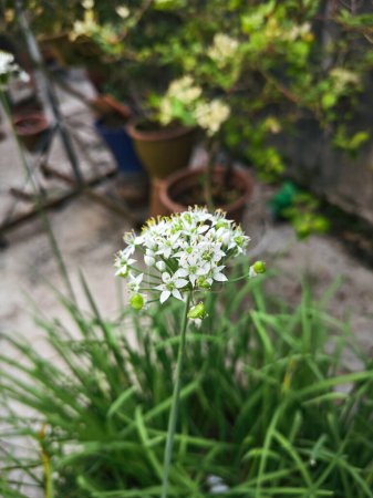 Traube der weißen Narzissen-Knoblauch-Blütenpflanze.