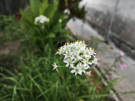 Cluster de la plante à fleurs d'ail jonquille blanche.