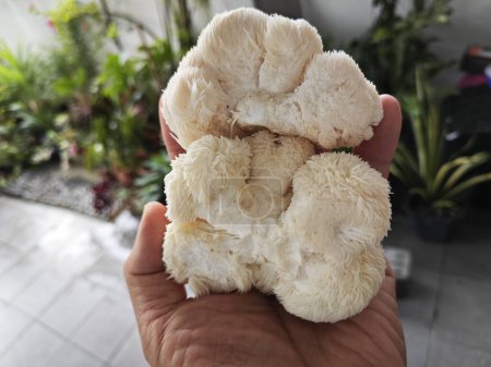 a plate of white colored lion's mane mushroom.