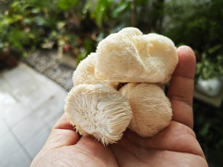 Photo for A plate of white colored lion's mane mushroom. - Royalty Free Image
