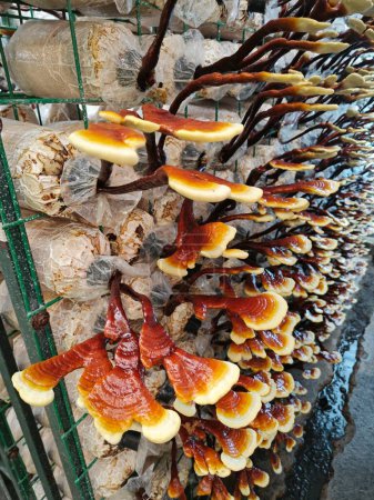 Photo for Harvesting culture Antler Reishi Mushroom in the bottle. - Royalty Free Image