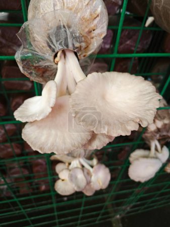 cluster of white oyster mushroom sprouting out of the plastic bottleneck bottle.