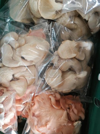 champignon huître blanche emballé dans des sacs en plastique.