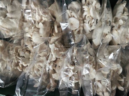 champiñón blanco de ostra envasado en bolsas de plástico.