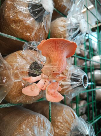 grappe de champignons huîtres roses poussant de la bouteille goulot d'étranglement en plastique.