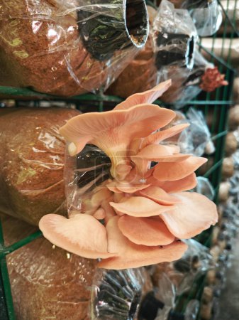 Trauben von rosa Austernpilzen sprießen aus der Flaschenhals-Plastikflasche.