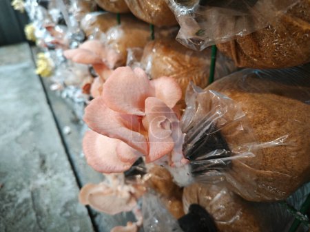 cluster of pink oyster mushroom sprouting out of the plastic bottleneck bottle.