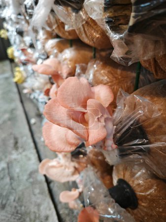 cluster of pink oyster mushroom sprouting out of the plastic bottleneck bottle.