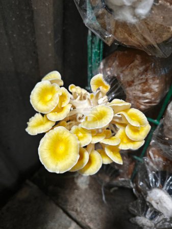 cluster of yellow oyster mushroom sprouting out of the plastic bottleneck bottle.