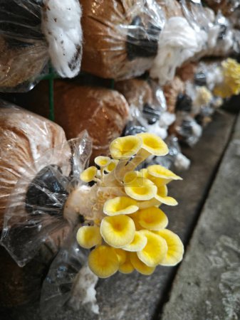 cluster of yellow oyster mushroom sprouting out of the plastic bottleneck bottle.