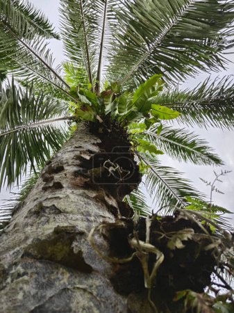 mirando por encima del tronco de una palmera aceitera brotando el helecho nido de pájaro salvaje.