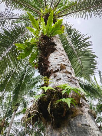 looking above the oil palm tree trunk of a sprouting the wild bird's nest fern.