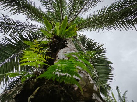 Foto de Mirando por encima del tronco de una palmera aceitera brotando el helecho nido de pájaro salvaje. - Imagen libre de derechos
