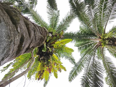 regardant au-dessus du tronc de palmier à huile d'une fougère de nid d'oiseau sauvage germant.