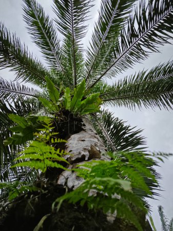 Foto de Mirando por encima del tronco de una palmera aceitera brotando el helecho nido de pájaro salvaje. - Imagen libre de derechos