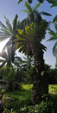 large vue panoramique sur le nid d'oiseau germant de la trompe de palmier à huile.