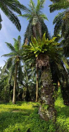 wide panoramic view of the bird's nest fern sprouting from the oil palm tree trunk.