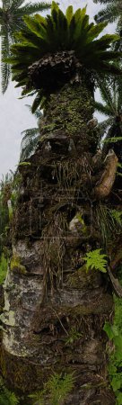 amplia vista panorámica del helecho nido de pájaro que brota del tronco de la palmera aceitera.