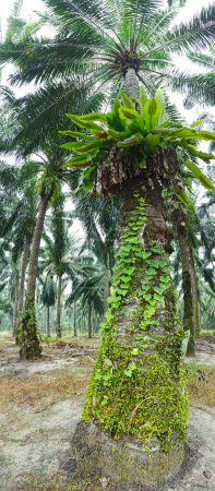 wide panoramic view of the bird's nest fern sprouting from the oil palm tree trunk.