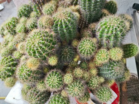 a big pot of spiny nylon hedgehog cactus stem plant.