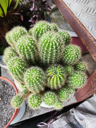 un grand pot de nylon épineux hérisson cactus tige plante.