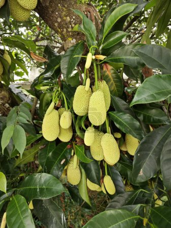 Photo for Sprouting young Artocarpus integer fruits on the branches. - Royalty Free Image