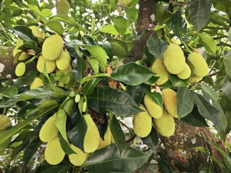 brotando jóvenes frutos enteros de Artocarpus en las ramas.