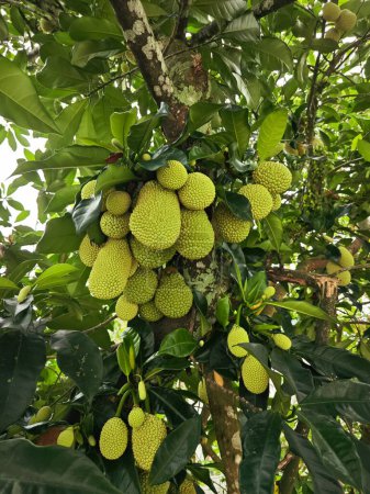 Photo for Sprouting young Artocarpus integer fruits on the branches. - Royalty Free Image