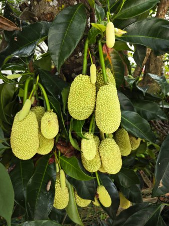 sprouting young Artocarpus integer fruits on the branches.