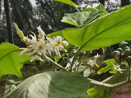 Nahaufnahme der wilden Solanum torvum Blüte und Früchte.