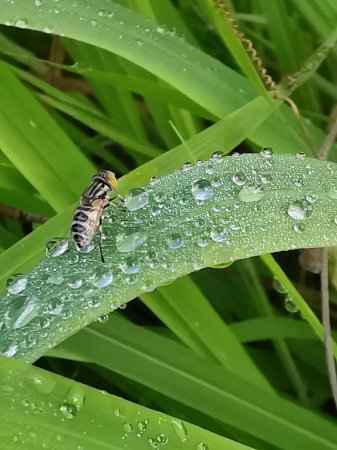 hoverfly perching on the surface of a blade of wet grass.