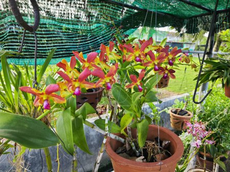 ein Stiel von Hybriden dendrobium Orchideenblume