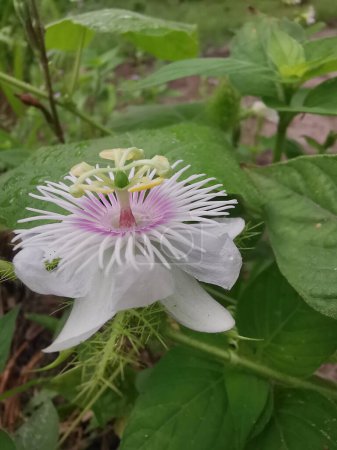 Nahaufnahme der wilden Passiflora foetida Blume der Kriechpflanze.